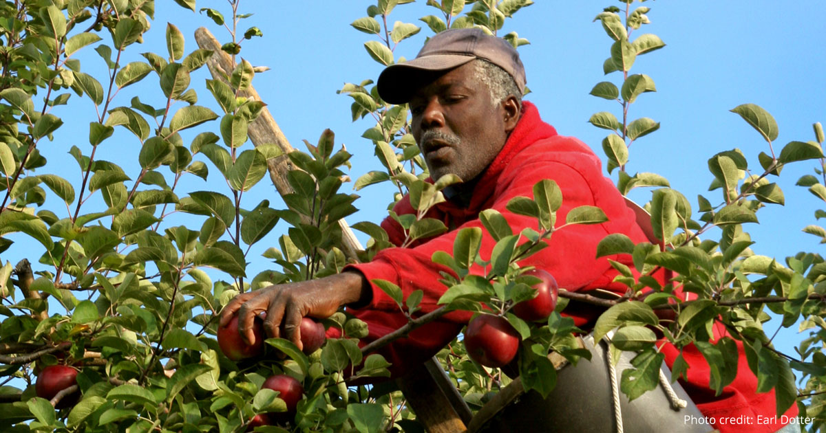 farmworker picking apples