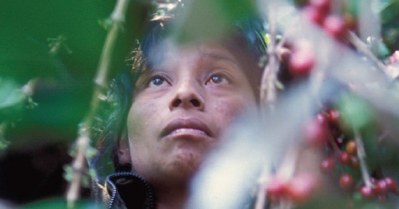 An agricultural worker at work