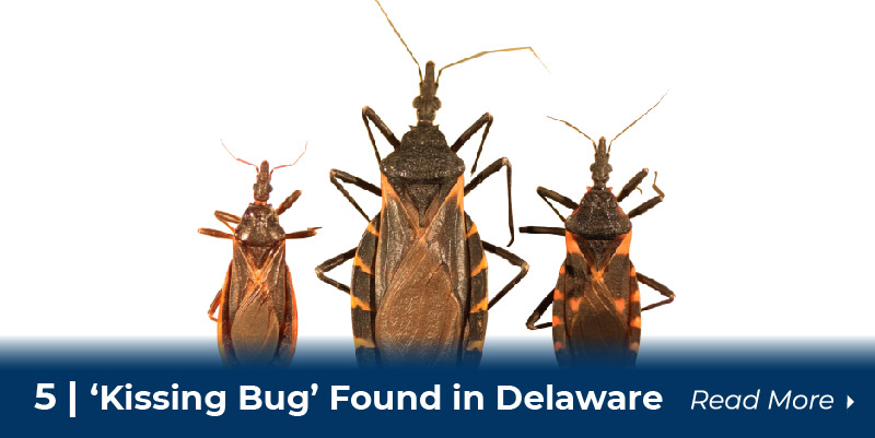 5 kissing bug found delaware