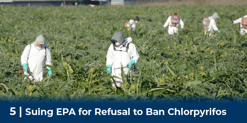 Workers Spray Pesticides on field