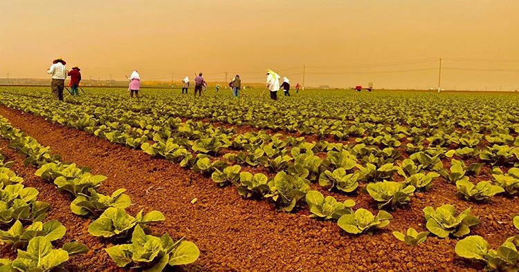 Farmworkers in the field with heavy smoke in the sky