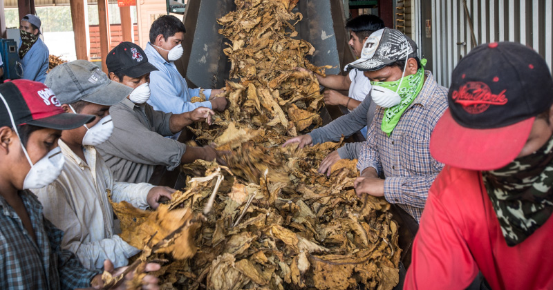 Farmworkers sort Tobacco
