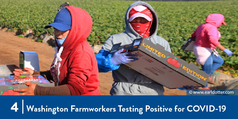 Farmworkers wear bandanas while working