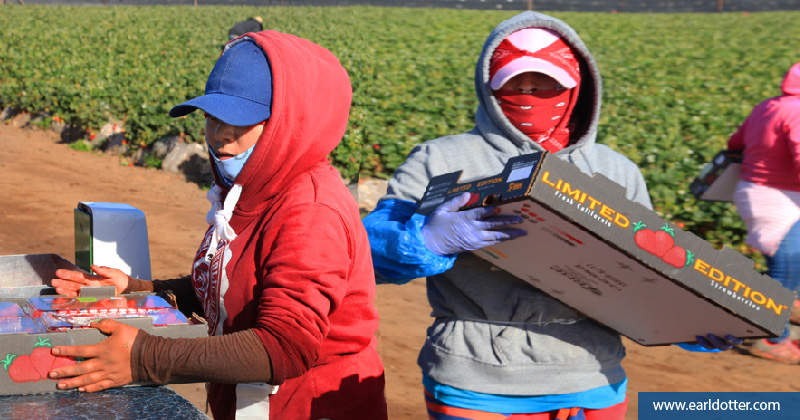 Farmworkers wearing protective gear while working