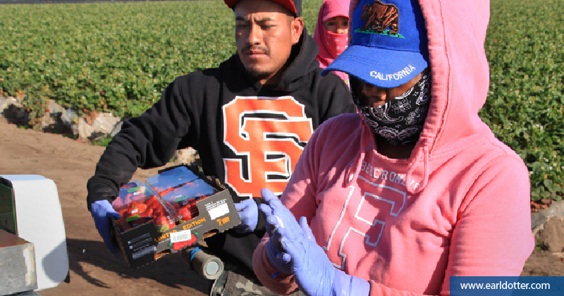 Farmworkers wearing protective gear while working