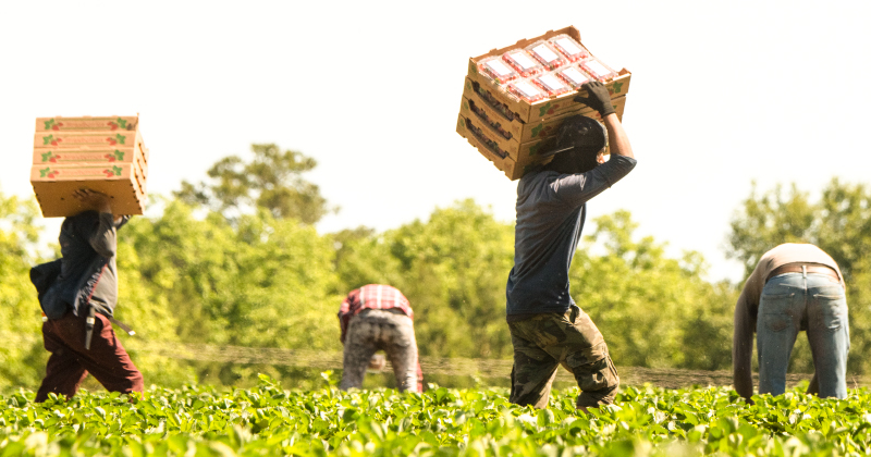 Farmworkers in the field