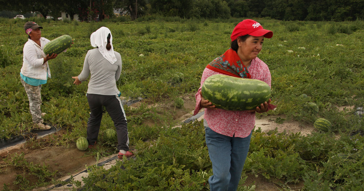 woman in field carrying watermelon