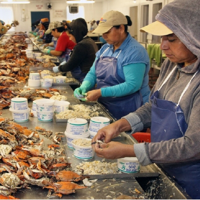 Crab Pickers Face Health Disparities in Maryland, Says New Report