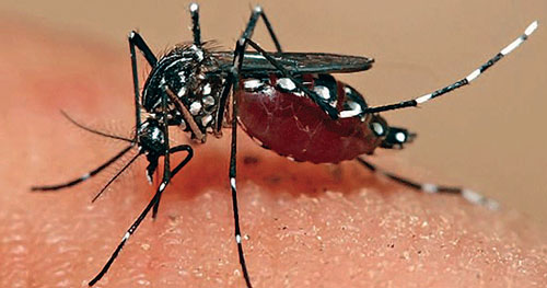 Zika mosquito