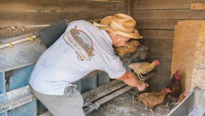 A person feeding chickens