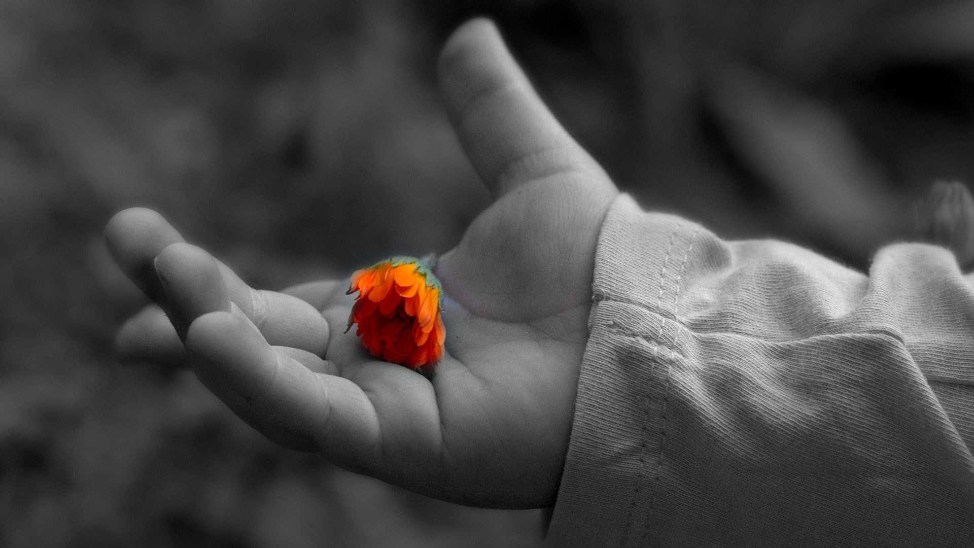 Black and white hand holding a colored flower.