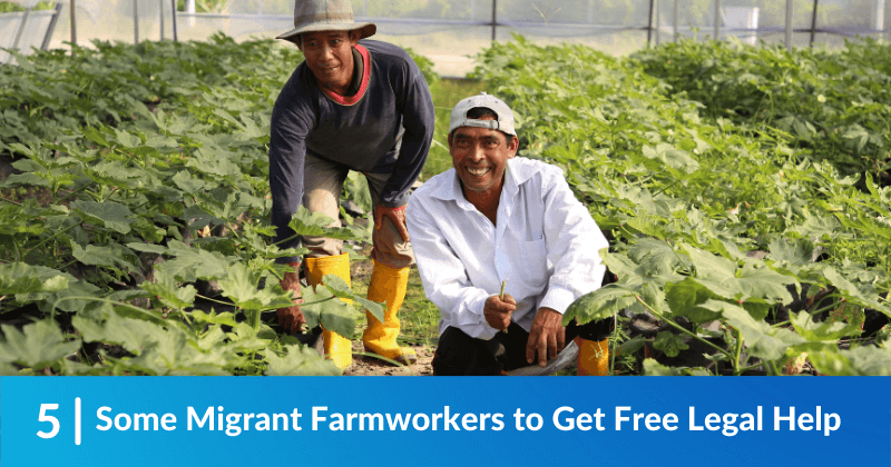 Farmworkers in the field