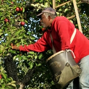 mcn-farmworker-picking-apples