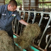 man feeding cows on dairy farm