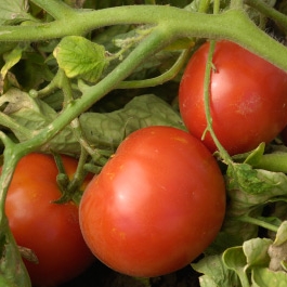 Summer = Tomatoes! How to Keep Tomato Workers Safe and Healthy