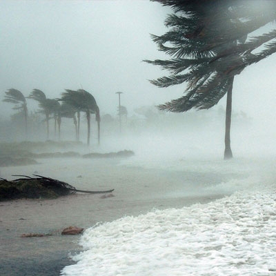 Hurricane thrashing palm trees on the beach