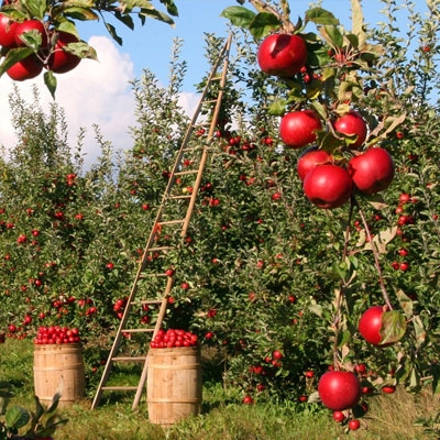 Apple tree orchard without farm worker
