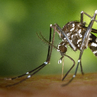 A mosquito feeding