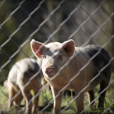 Pigs behind fence