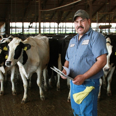 Dairy worker stands in workplace with cows