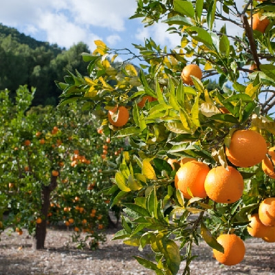 Orange trees in an orchard