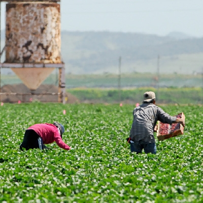 Farmworkers work in the heat of the day
