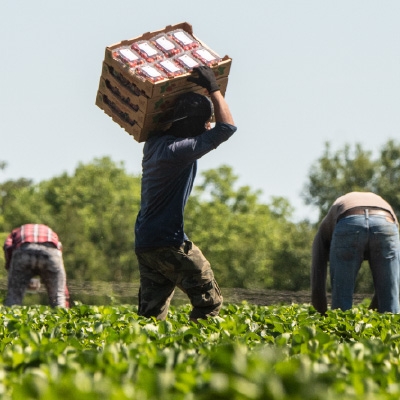 Two New Journal Articles Focus on Agricultural Workers, COVID-19, and Ways to Im