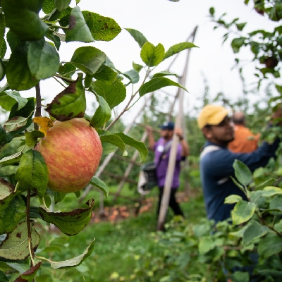 What’s the Impact of COVID-19 on Food and Farmworkers? MCN’s Amy Liebman Joins M