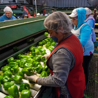 Prioritizing Farmworkers and Other Essential Food Workers for the COVID-19 Vacci