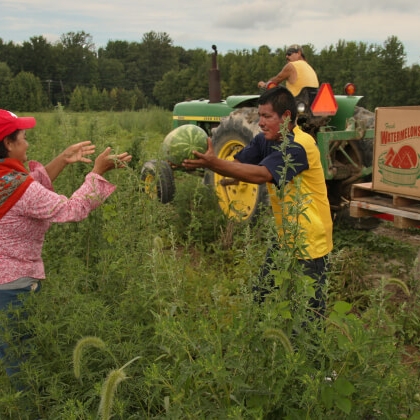 Farmworkers harvesting watermelons
